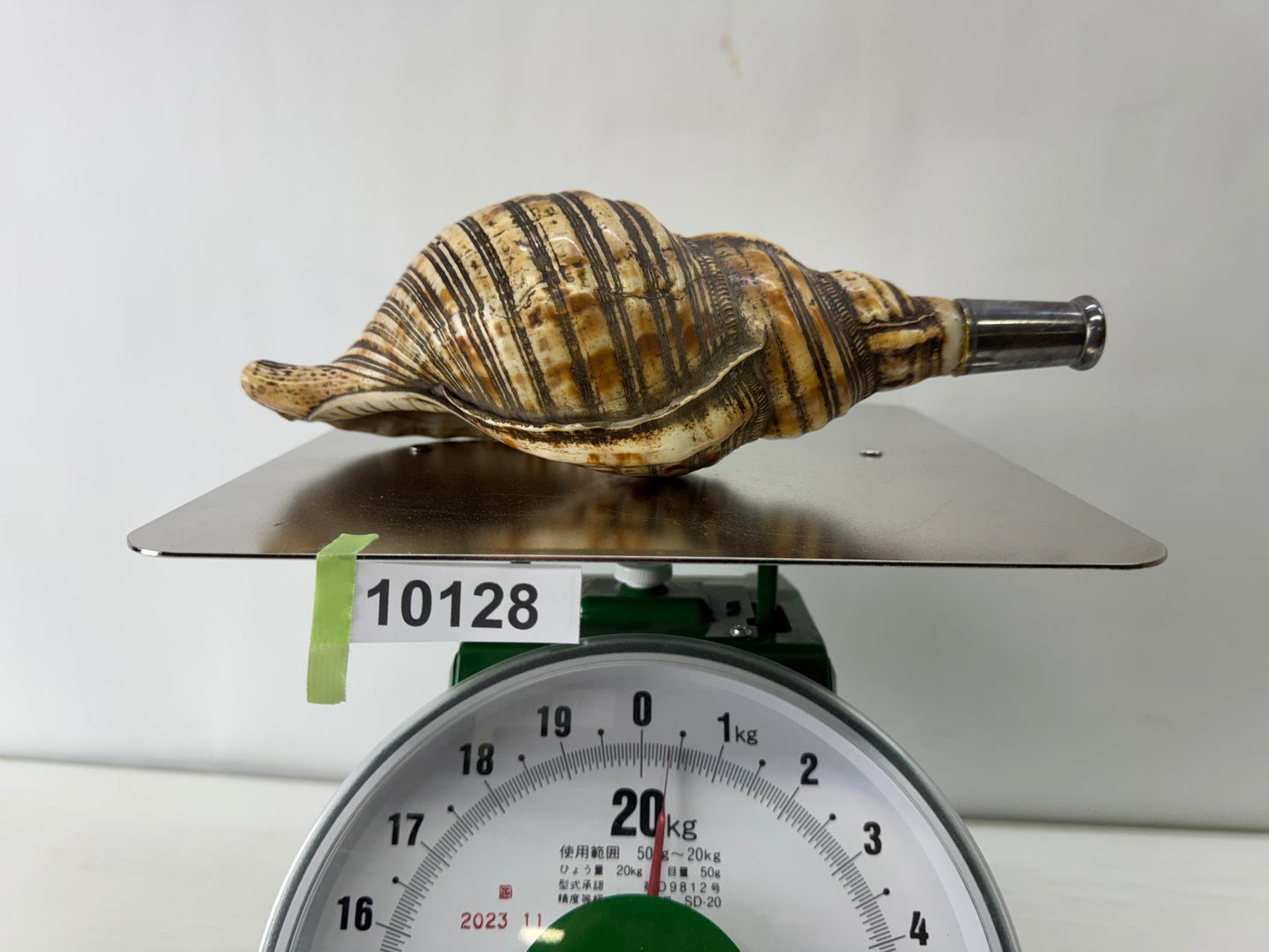 Y10128 HORAGAI Conch shell musical instrument Samurai Japan antique bushi bugu