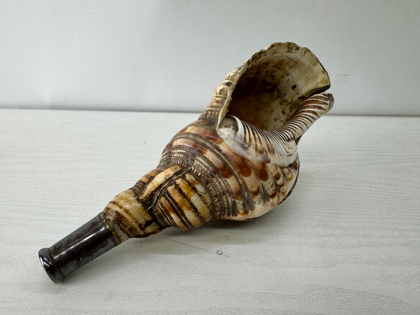 Y10128 HORAGAI Conch shell musical instrument Samurai Japan antique bushi bugu