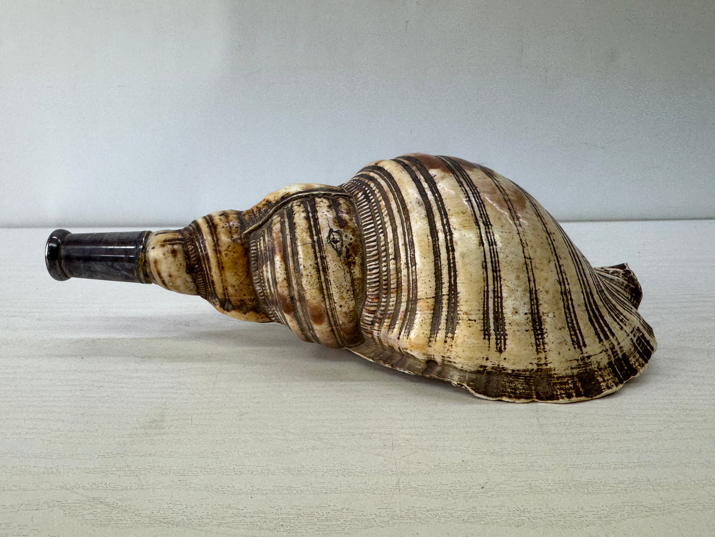 Y10128 HORAGAI Conch shell musical instrument Samurai Japan antique bushi bugu
