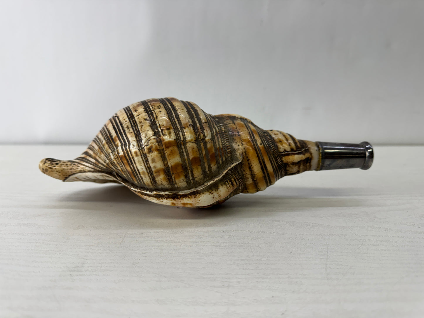 Y10128 HORAGAI Conch shell musical instrument Samurai Japan antique bushi bugu