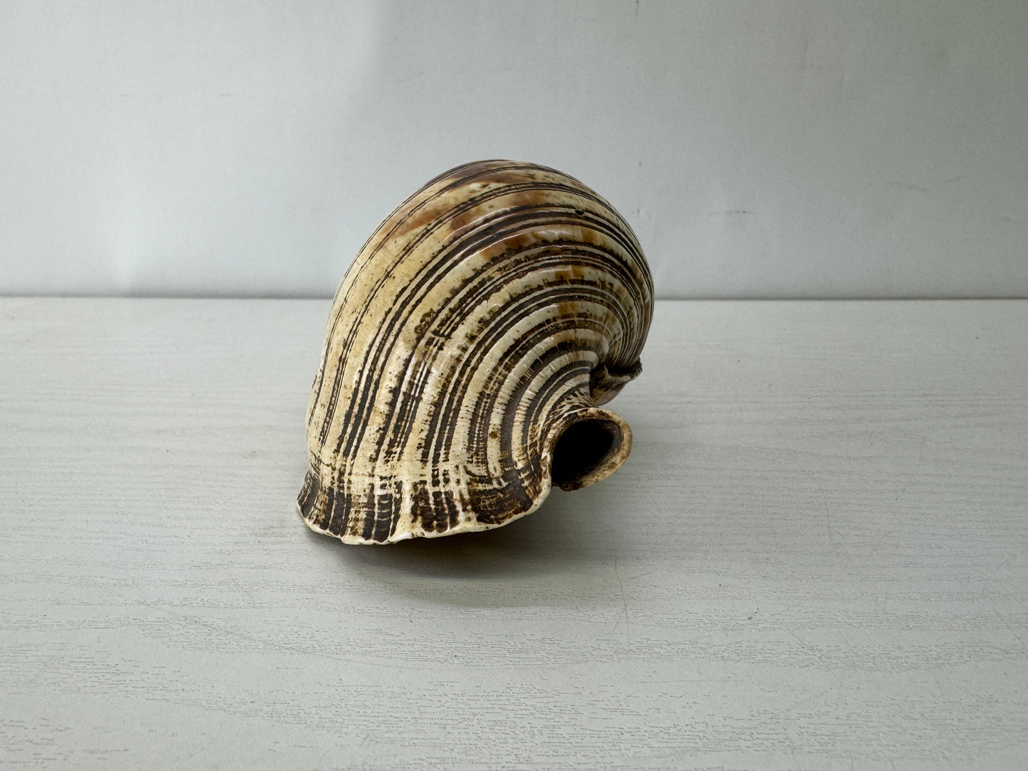 Y10128 HORAGAI Conch shell musical instrument Samurai Japan antique bushi bugu