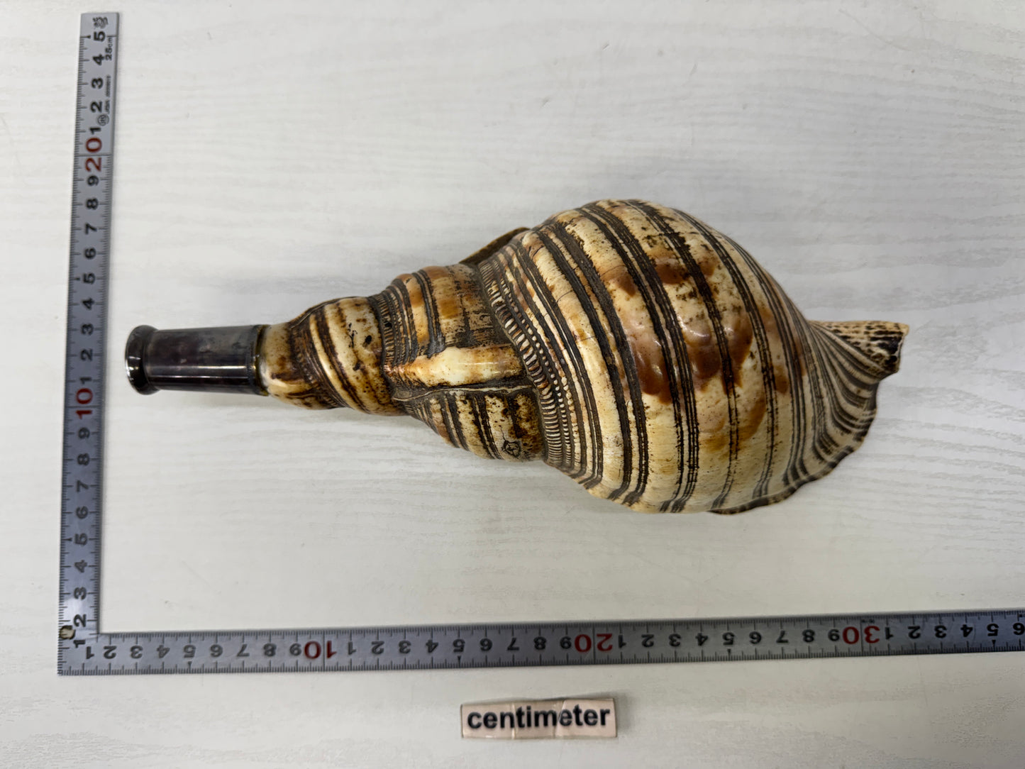 Y10128 HORAGAI Conch shell musical instrument Samurai Japan antique bushi bugu
