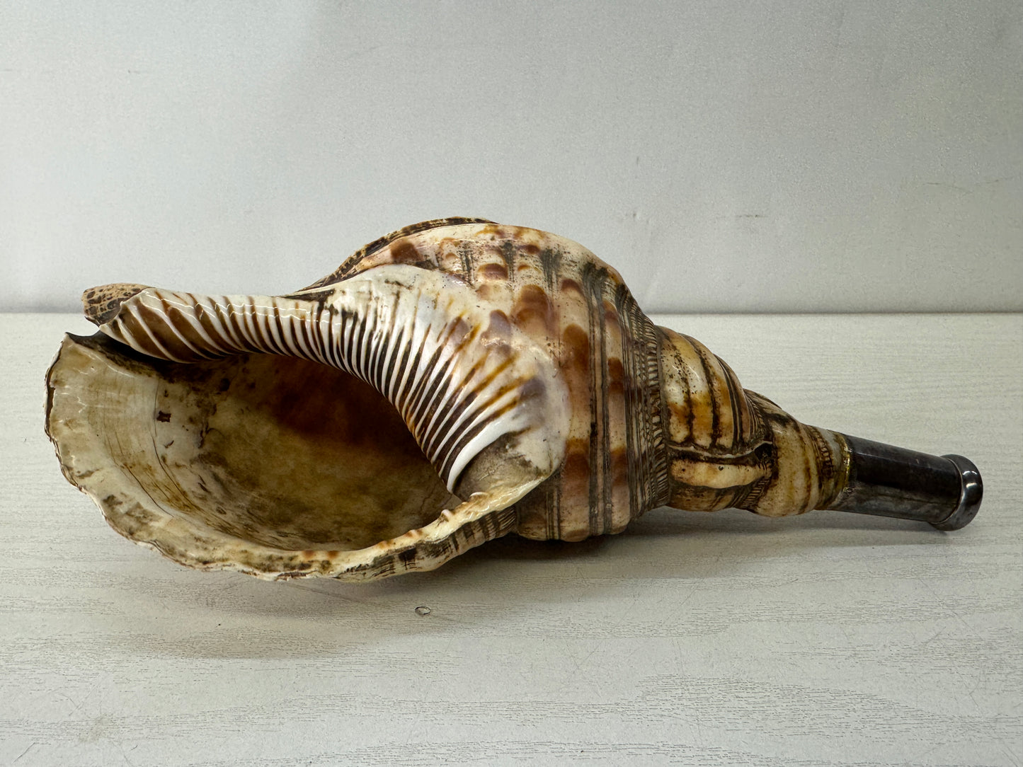Y10128 HORAGAI Conch shell musical instrument Samurai Japan antique bushi bugu