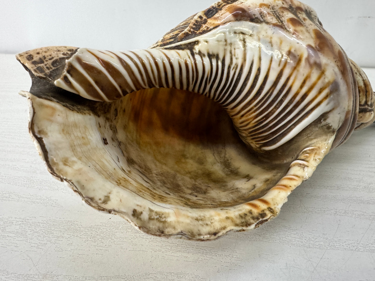Y10128 HORAGAI Conch shell musical instrument Samurai Japan antique bushi bugu