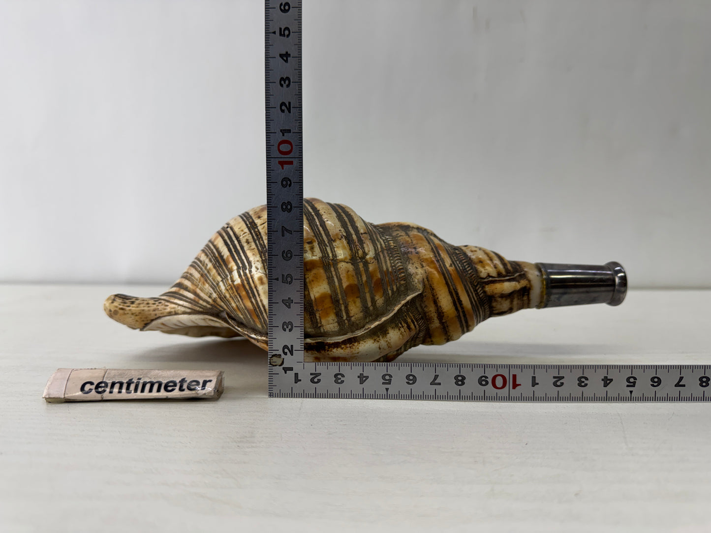 Y10128 HORAGAI Conch shell musical instrument Samurai Japan antique bushi bugu