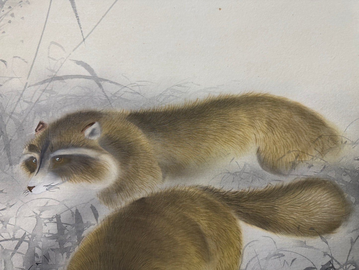 Y10726 KAKEJIKU Hanging scroll Raccoon dog signed Japan antique interior decor