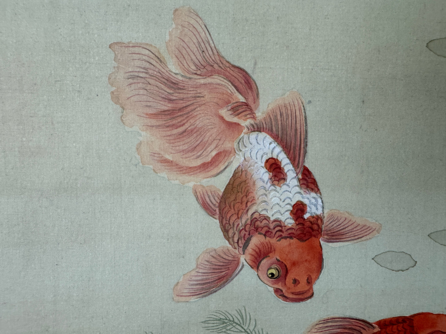 Y10733 KAKEJIKU Hanging scroll Goldfish Ranchu signed Japan antique interior