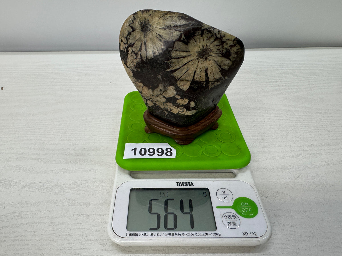 Y10998 OKIMONO Chrysanthemum viewing stone wooden stand Suiseki Japan antique