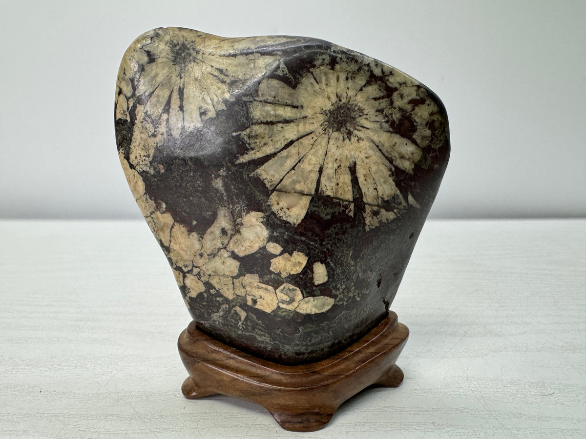 Y10998 OKIMONO Chrysanthemum viewing stone wooden stand Suiseki Japan antique