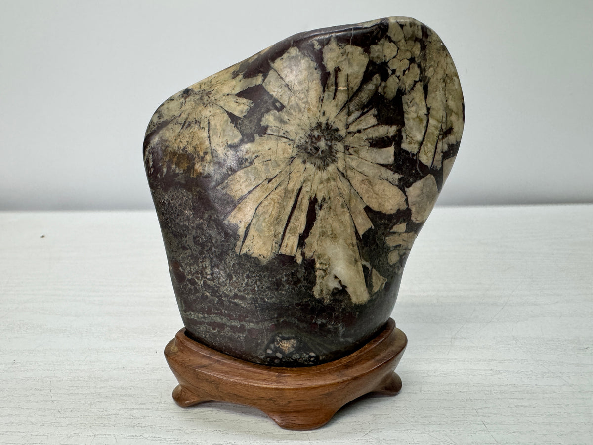 Y10998 OKIMONO Chrysanthemum viewing stone wooden stand Suiseki Japan antique