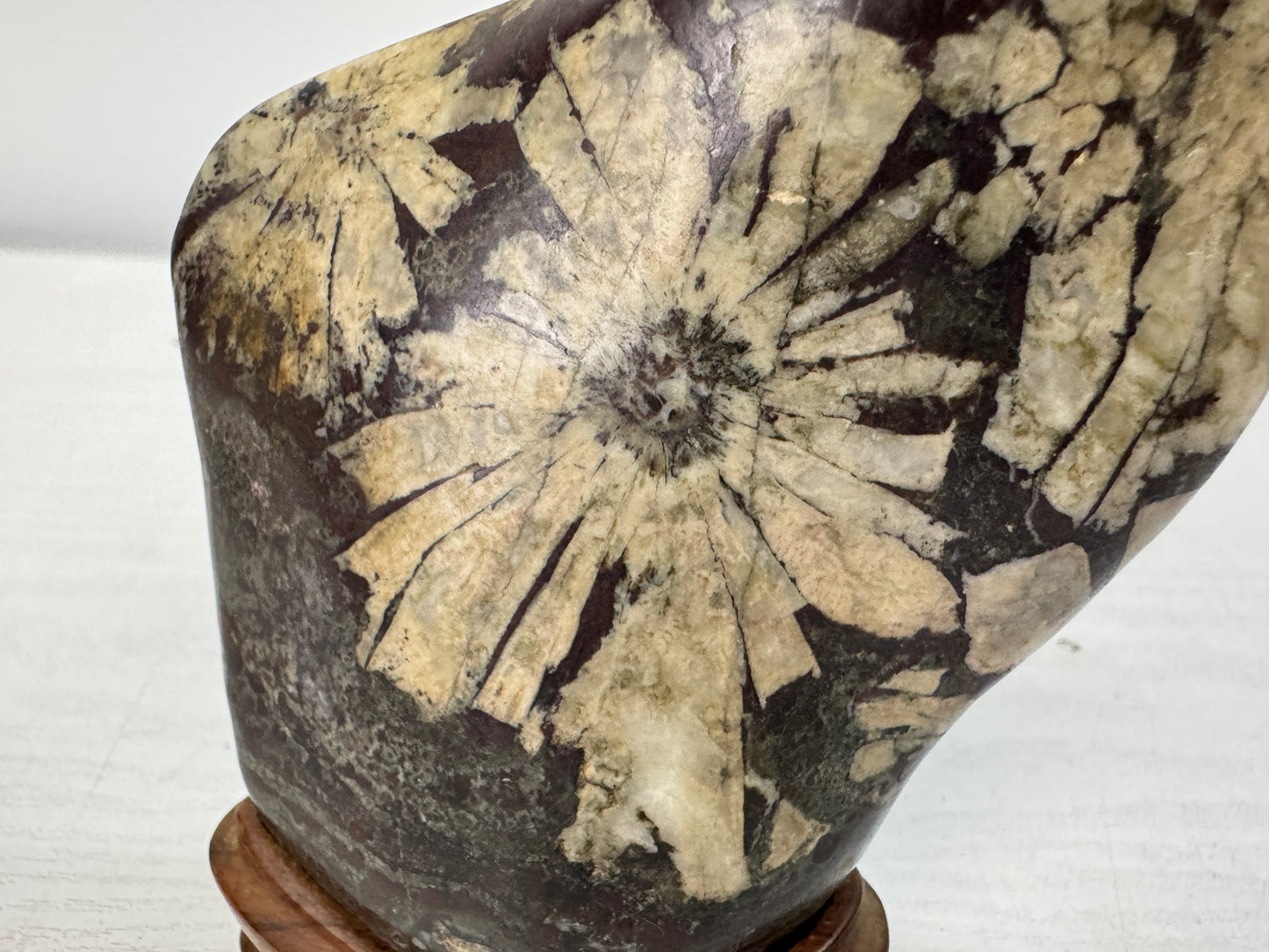 Y10998 OKIMONO Chrysanthemum viewing stone wooden stand Suiseki Japan antique