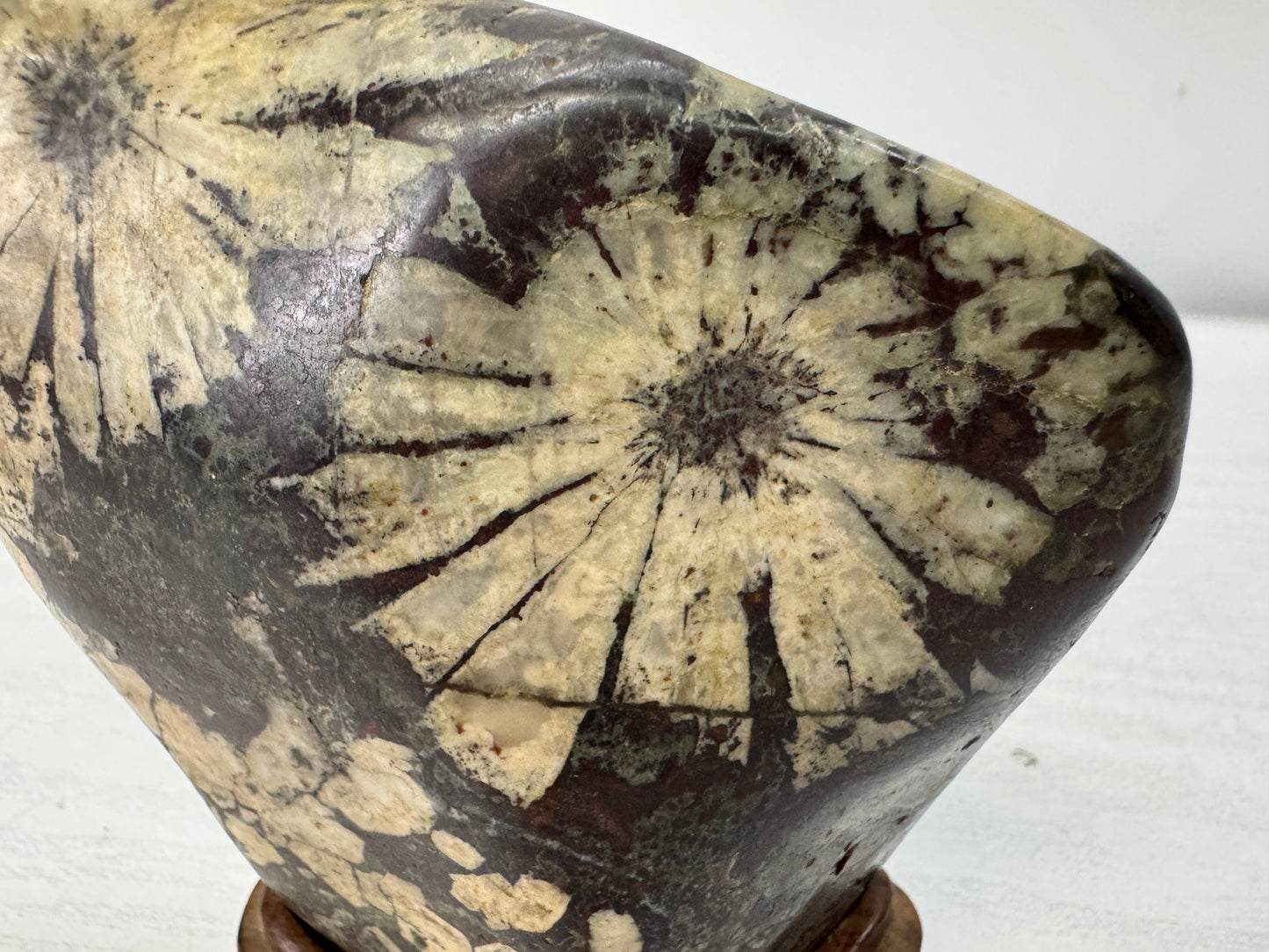 Y10998 OKIMONO Chrysanthemum viewing stone wooden stand Suiseki Japan antique