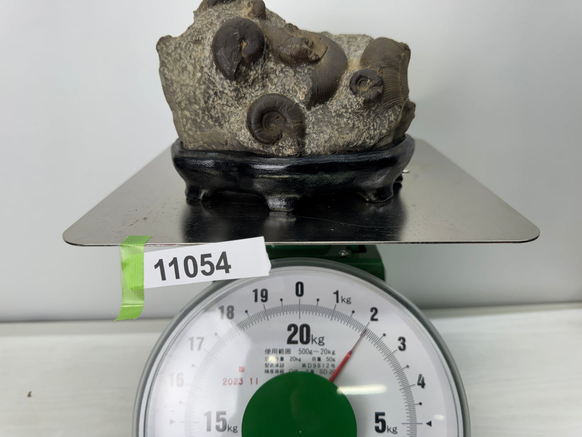 Y11054 OKIMONO Ammonite cluster Fossil wooden stand Japan antique interior decor