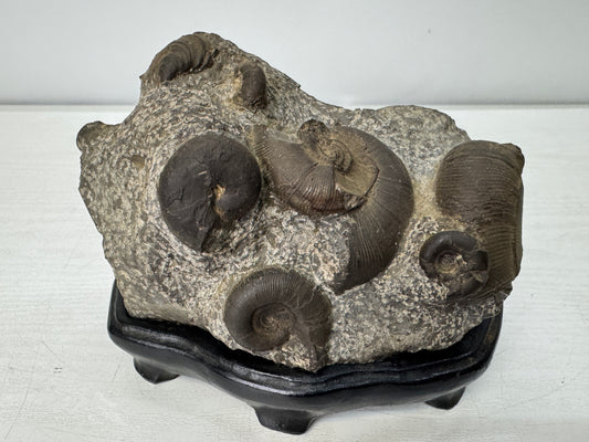 Y11054 OKIMONO Ammonite cluster Fossil wooden stand Japan antique interior decor