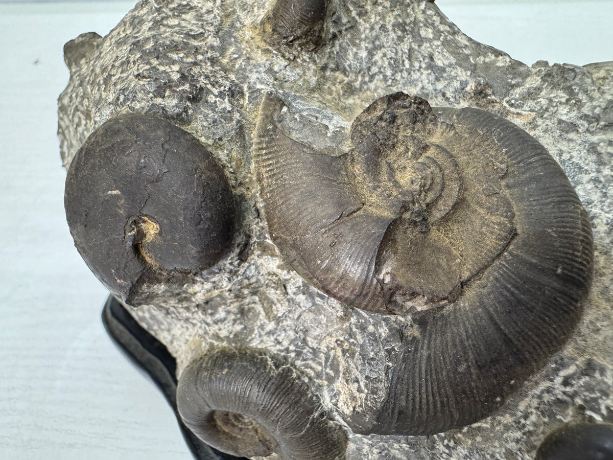 Y11054 OKIMONO Ammonite cluster Fossil wooden stand Japan antique interior decor