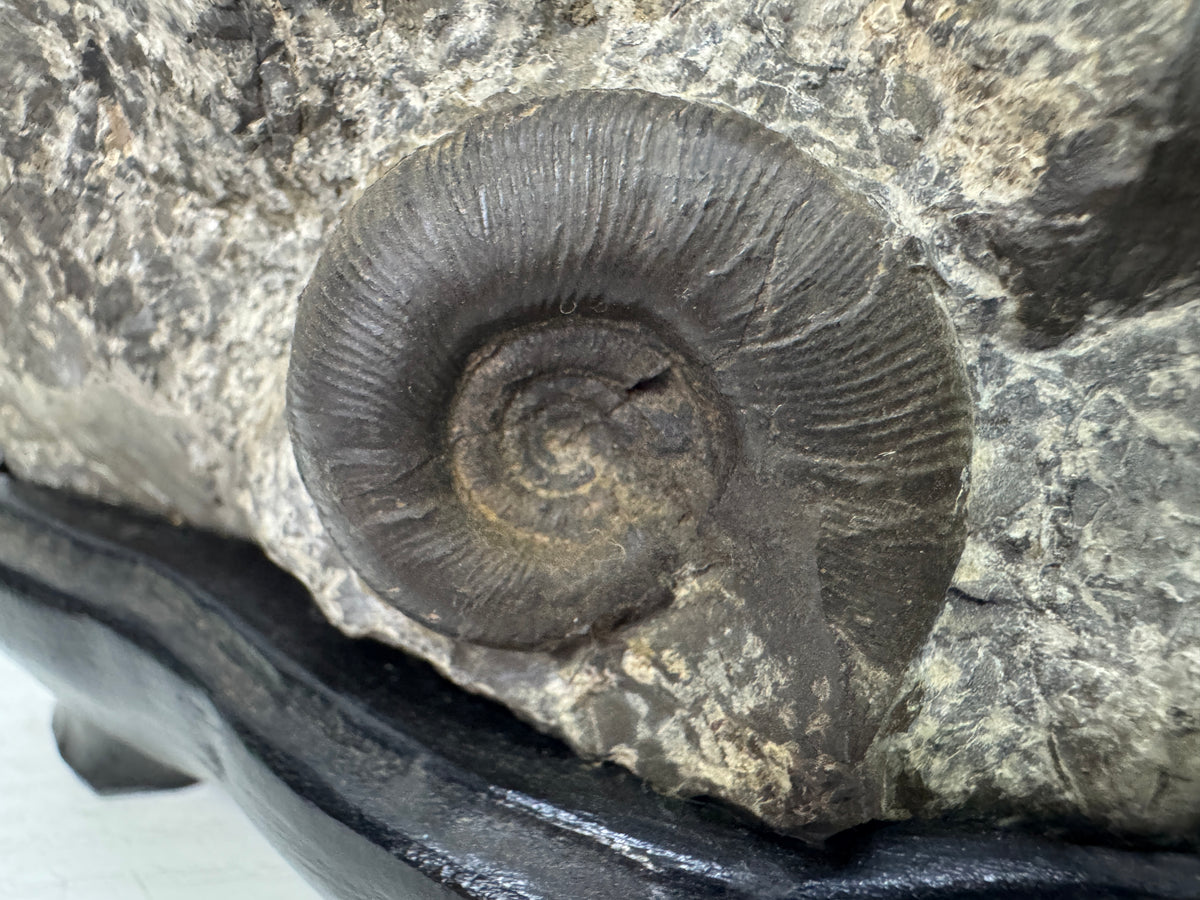 Y11054 OKIMONO Ammonite cluster Fossil wooden stand Japan antique interior decor
