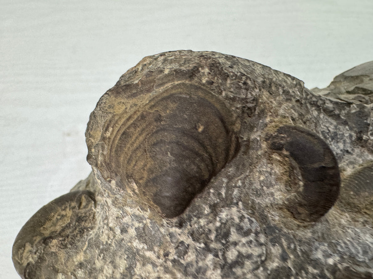 Y11054 OKIMONO Ammonite cluster Fossil wooden stand Japan antique interior decor
