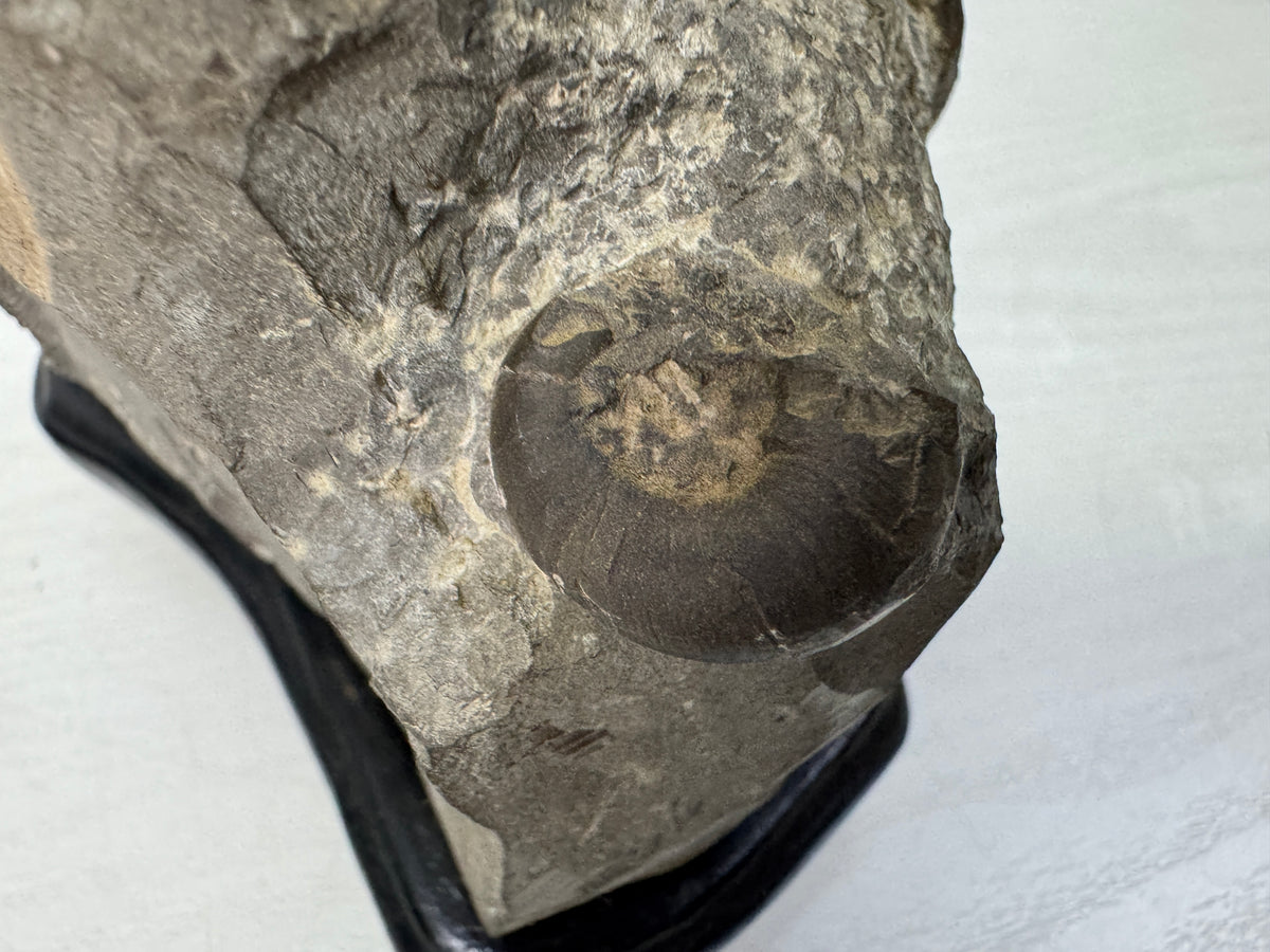 Y11054 OKIMONO Ammonite cluster Fossil wooden stand Japan antique interior decor