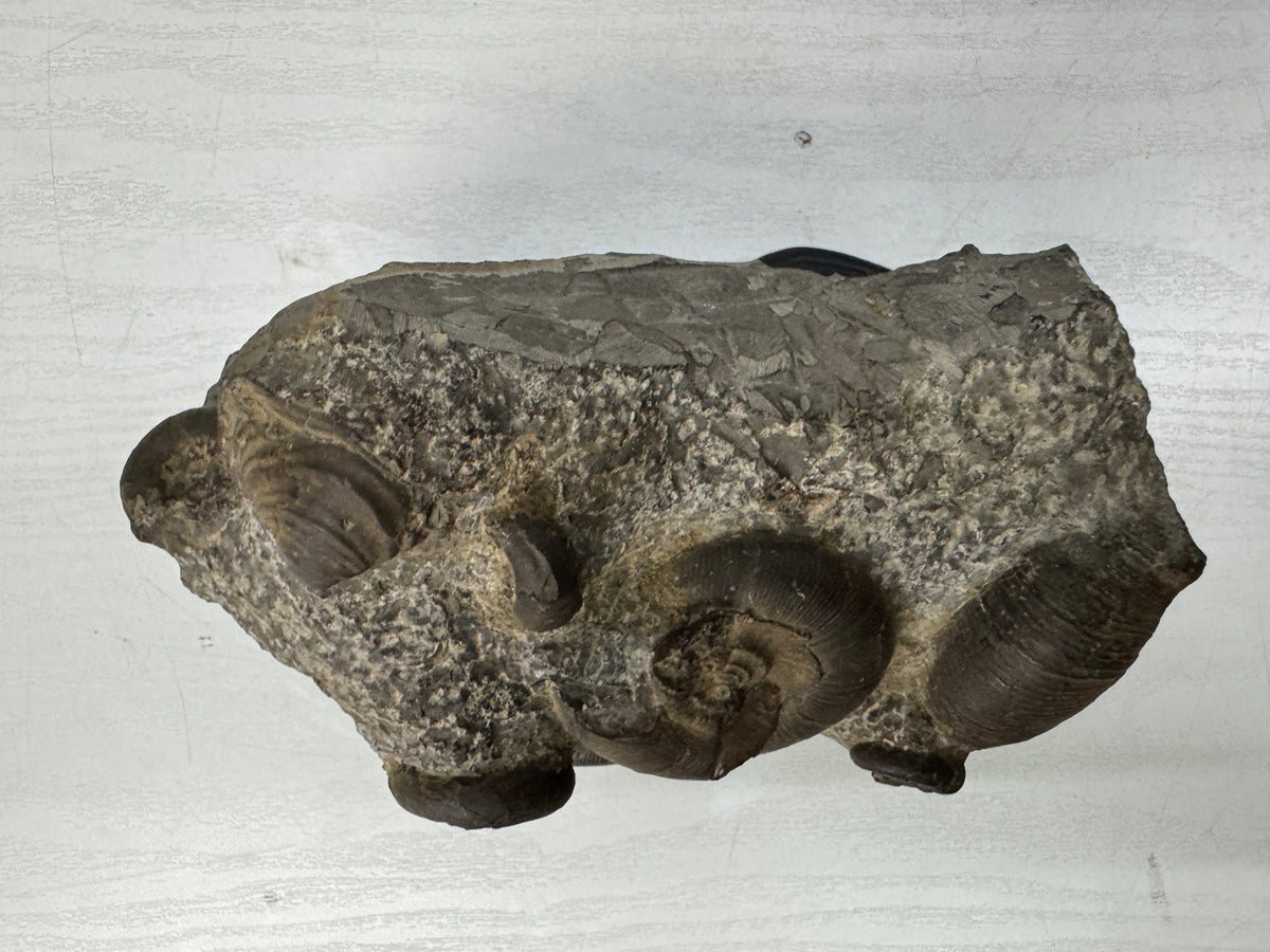 Y11054 OKIMONO Ammonite cluster Fossil wooden stand Japan antique interior decor