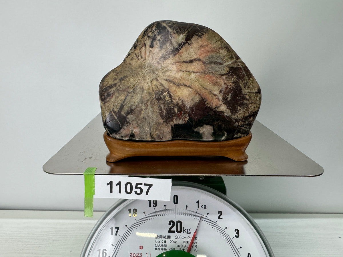 Y11057 OKIMONO Chrysanthemum stone wooden stand Suiseki Japan antique interior