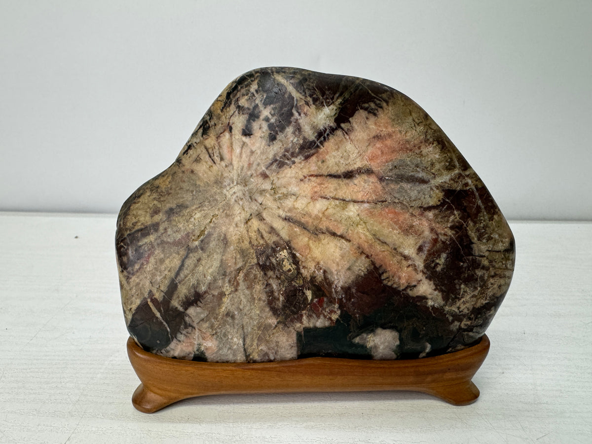 Y11057 OKIMONO Chrysanthemum stone wooden stand Suiseki Japan antique interior