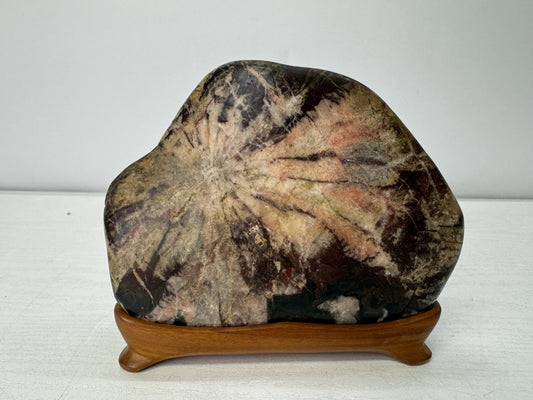 Y11057 OKIMONO Chrysanthemum stone wooden stand Suiseki Japan antique interior