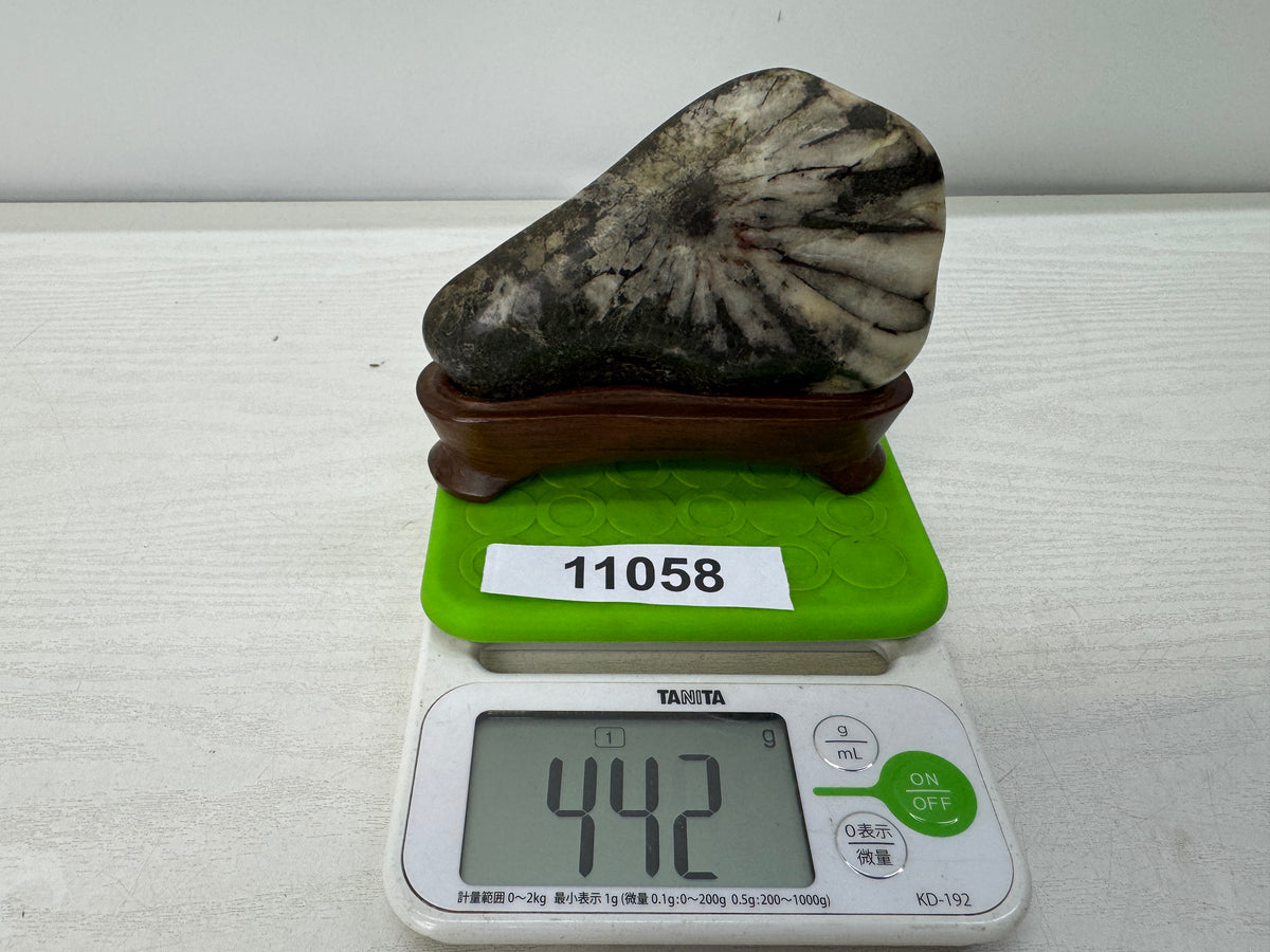 Y11058 OKIMONO Chrysanthemum stone wooden stand Suiseki Japan antique interior