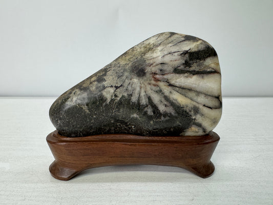 Y11058 OKIMONO Chrysanthemum stone wooden stand Suiseki Japan antique interior