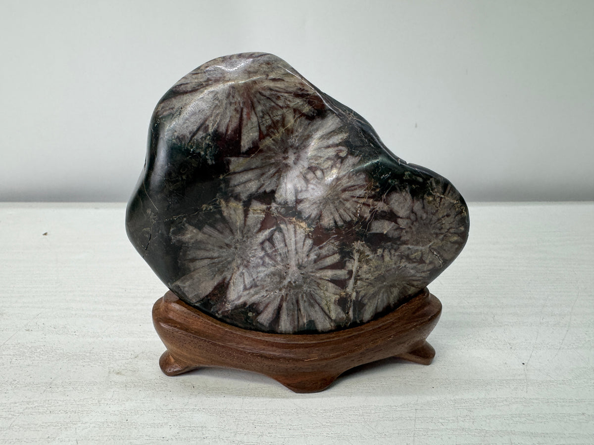 Y11094 OKIMONO Chrysanthemum viewing stone wooden stand Japan antique interior