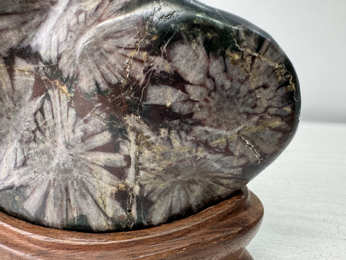Y11094 OKIMONO Chrysanthemum viewing stone wooden stand Japan antique interior