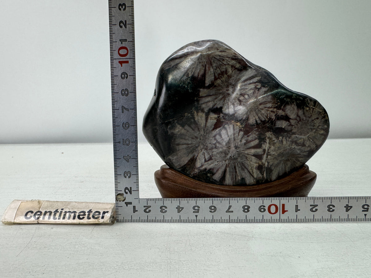 Y11094 OKIMONO Chrysanthemum viewing stone wooden stand Japan antique interior
