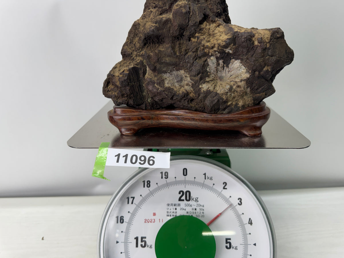 Y11096 OKIMONO Natural Chrysanthemum viewing stone wooden stand Japan antique