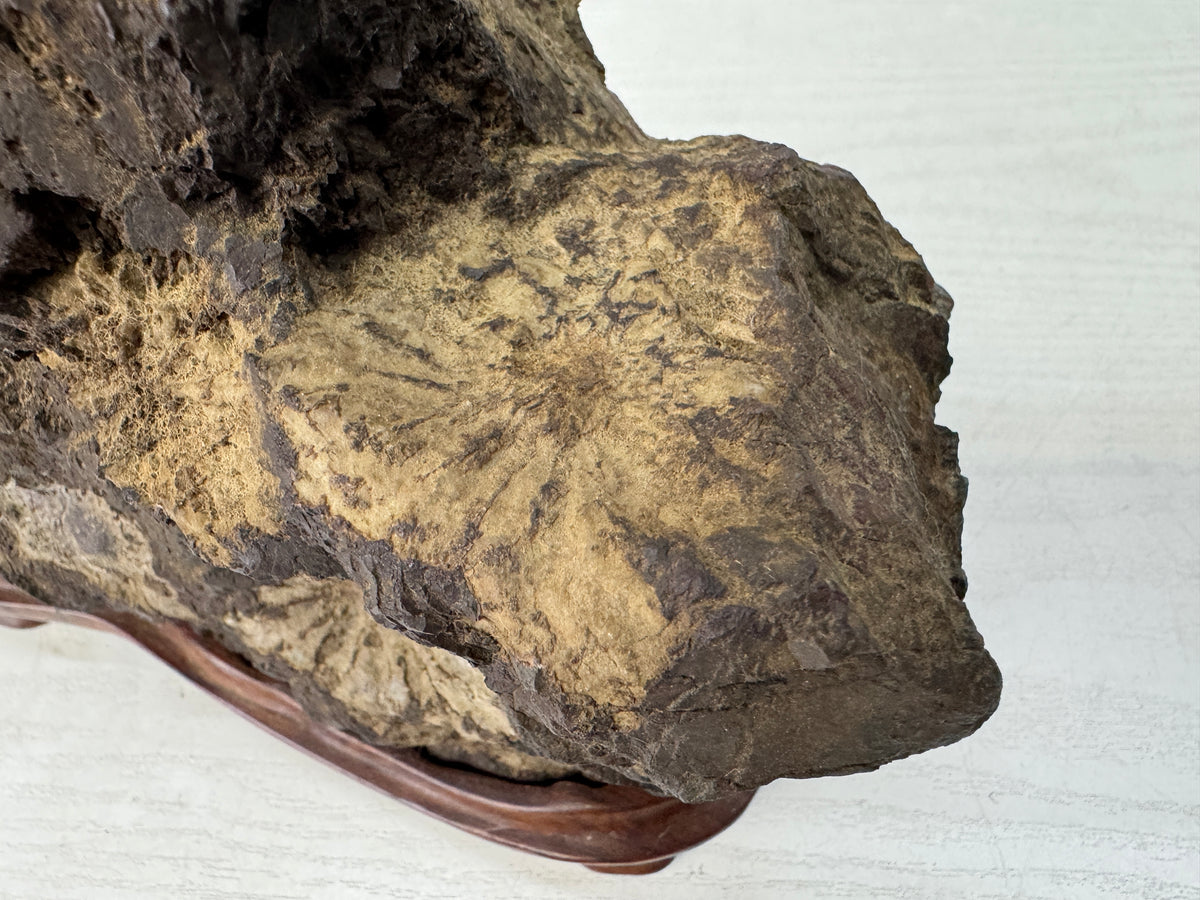 Y11096 OKIMONO Natural Chrysanthemum viewing stone wooden stand Japan antique