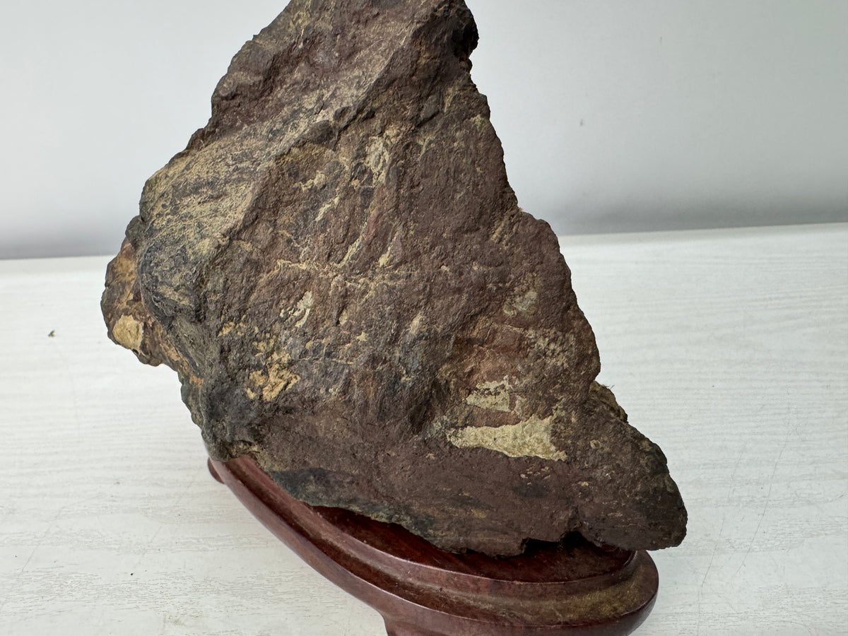 Y11096 OKIMONO Natural Chrysanthemum viewing stone wooden stand Japan antique