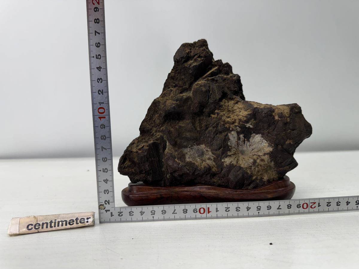 Y11096 OKIMONO Natural Chrysanthemum viewing stone wooden stand Japan antique