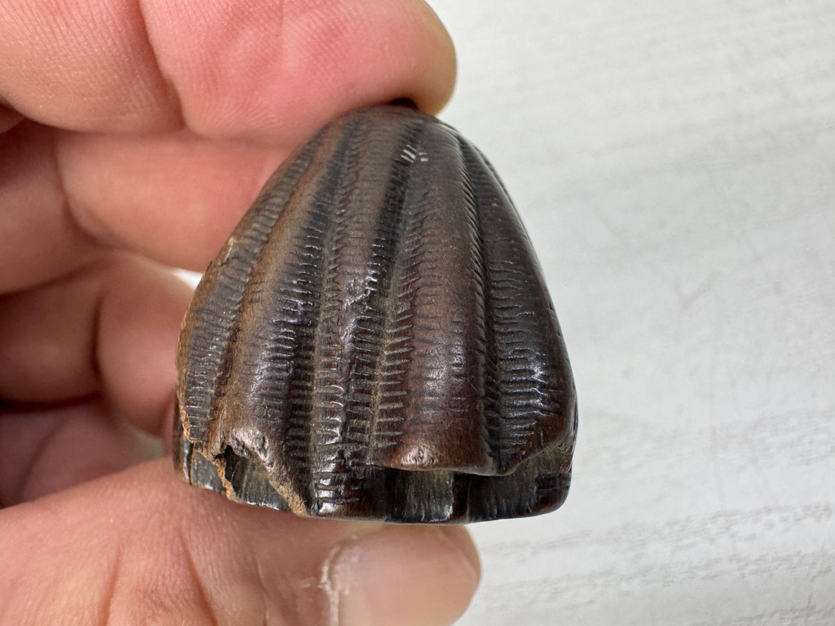 Y11147 NETSUKE wood carving Beehive Japan antique kimono accessory fashion