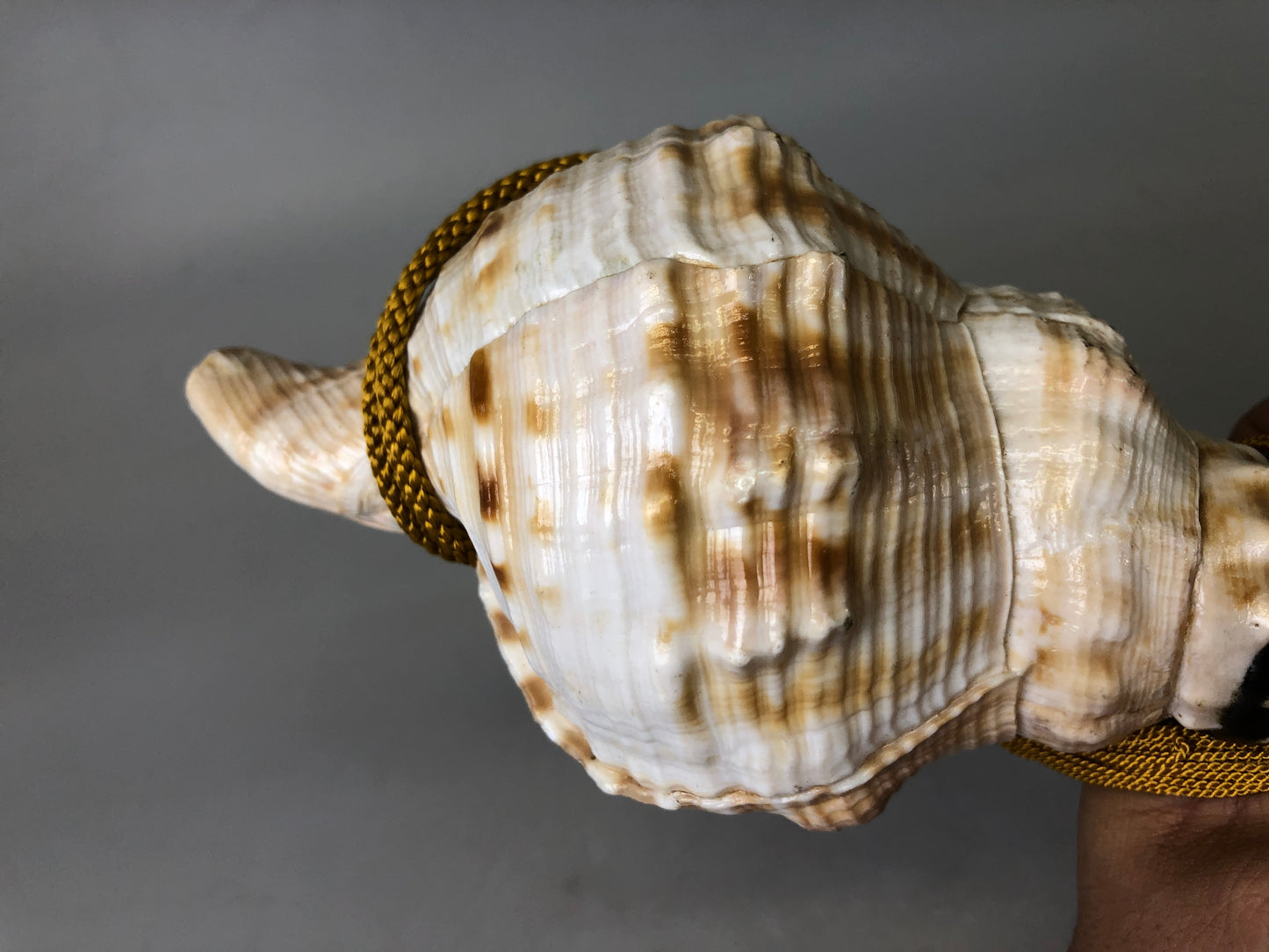 Y7627 Buddhist Altar Equipment Conch shell music instrument Japan Buddhism