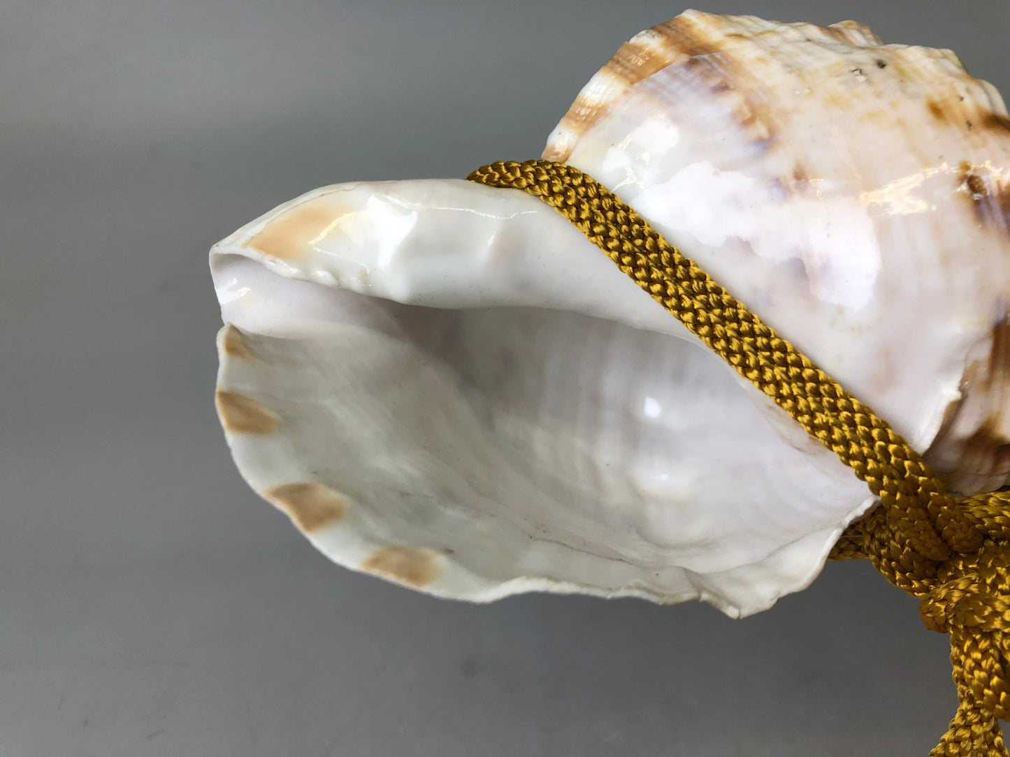 Y7627 Buddhist Altar Equipment Conch shell music instrument Japan Buddhism