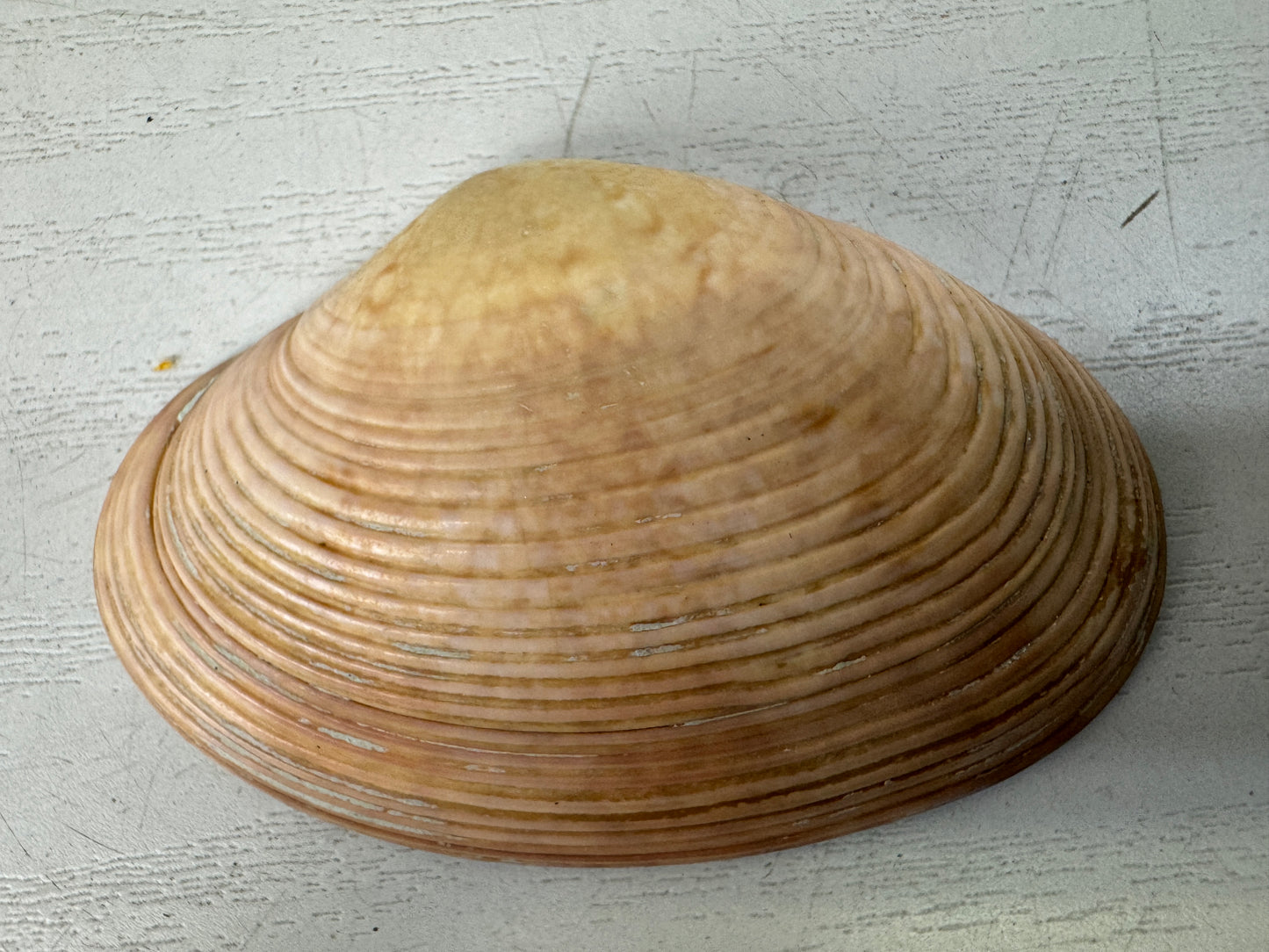 Y9598 BOX Kai awase Makie signed Japan antique incense container fragrance aroma