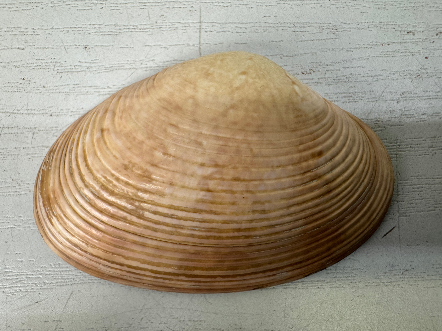 Y9598 BOX Kai awase Makie signed Japan antique incense container fragrance aroma