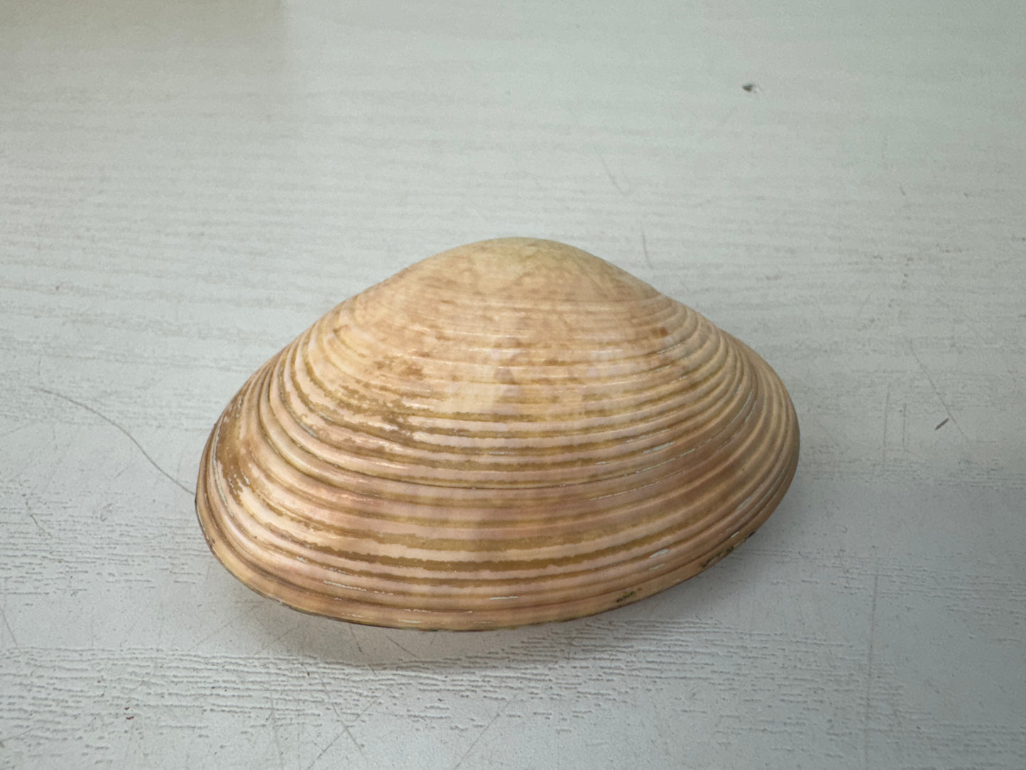 Y9598 BOX Kai awase Makie signed Japan antique incense container fragrance aroma