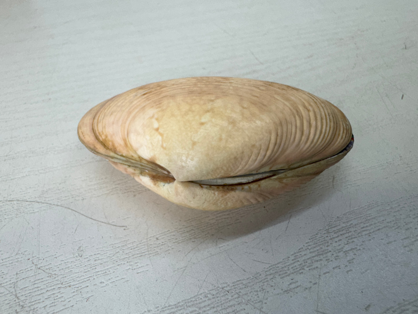 Y9598 BOX Kai awase Makie signed Japan antique incense container fragrance aroma