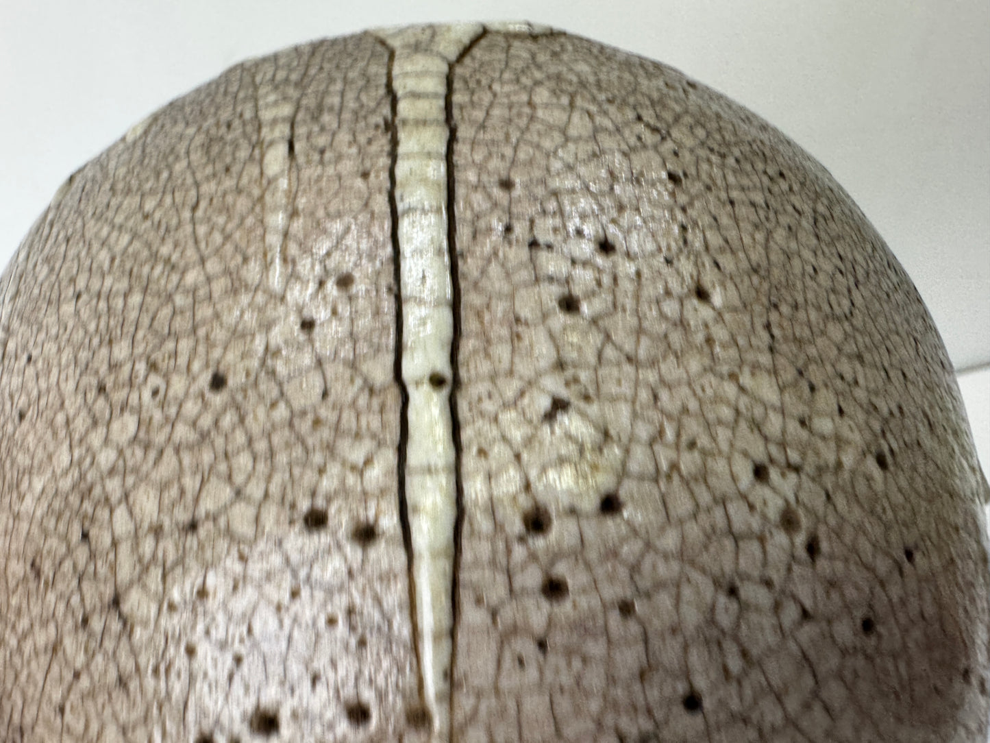 Y9615 CHAWAN Mino-ware Ido-waki bowl box Japan antique tea ceremony pottery cup