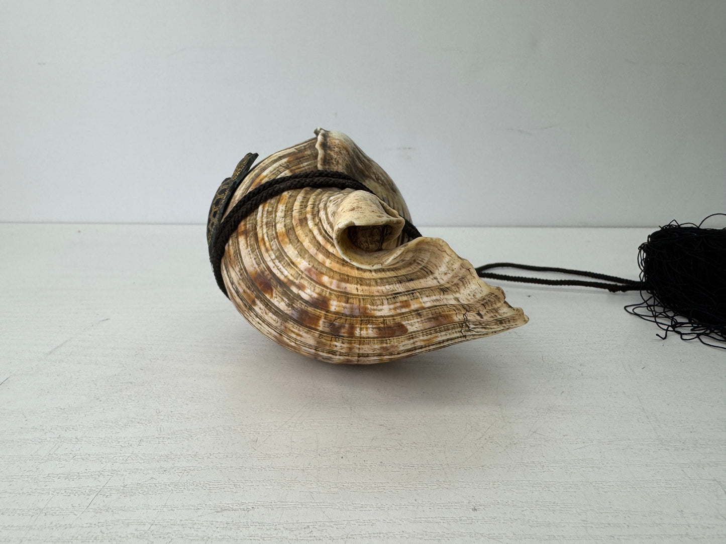 Y9679 HORAGAI Conch shell musical instrument Samurai Japan antique bushi bugu