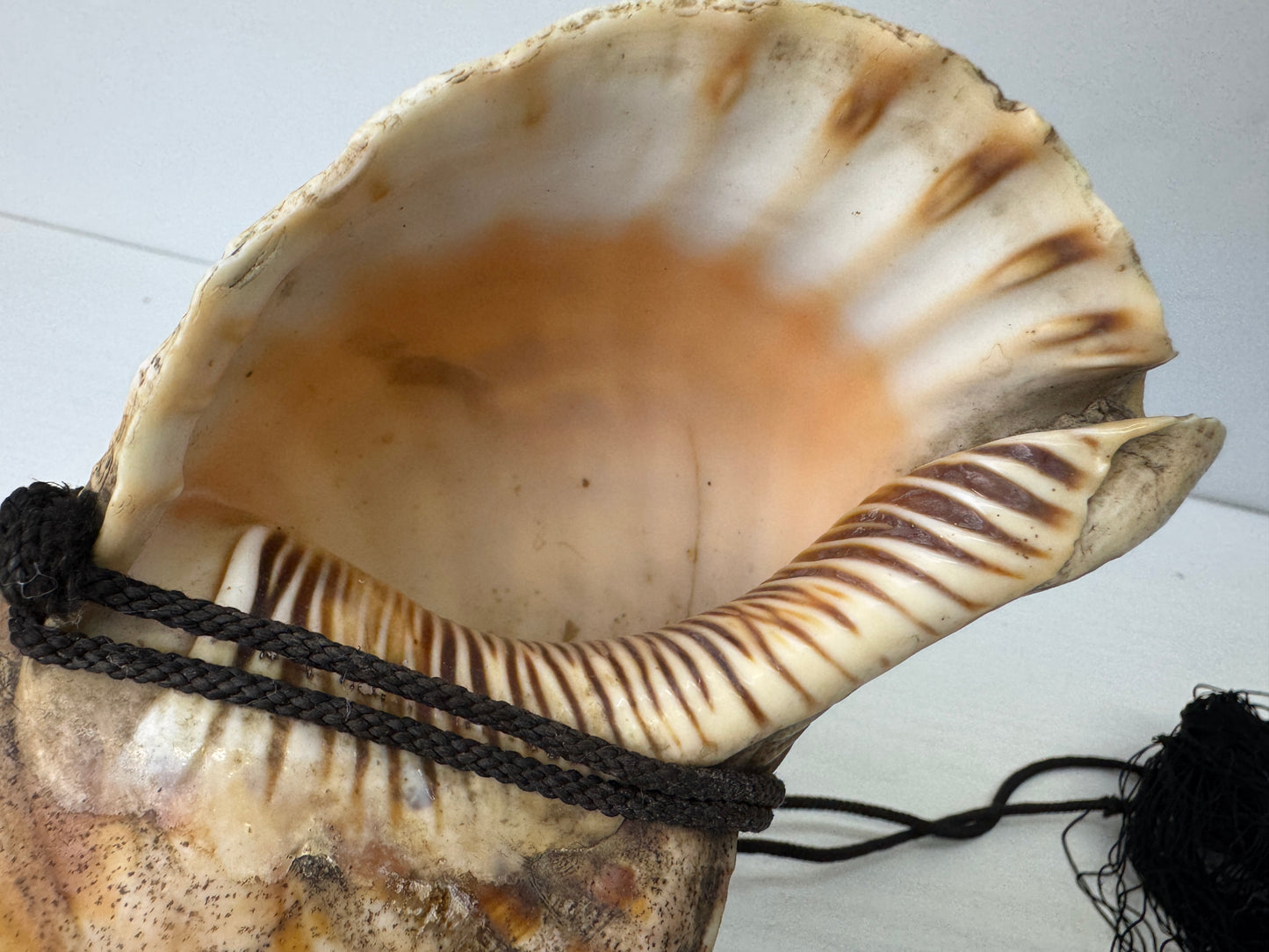 Y9679 HORAGAI Conch shell musical instrument Samurai Japan antique bushi bugu