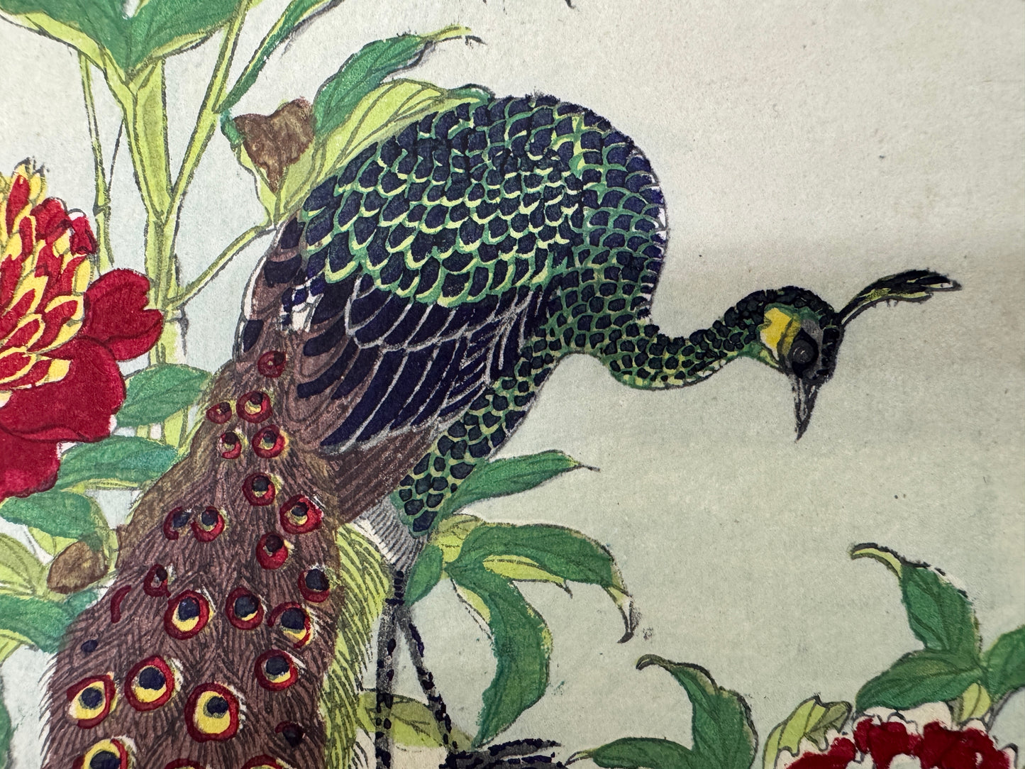 Y9752 WOODBLOCK PRINT Rinsai Peony Peacock 1 piece Japan Ukiyoe antique art