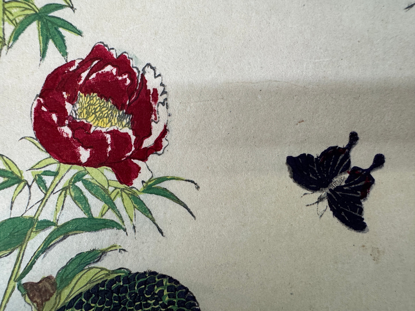 Y9752 WOODBLOCK PRINT Rinsai Peony Peacock 1 piece Japan Ukiyoe antique art