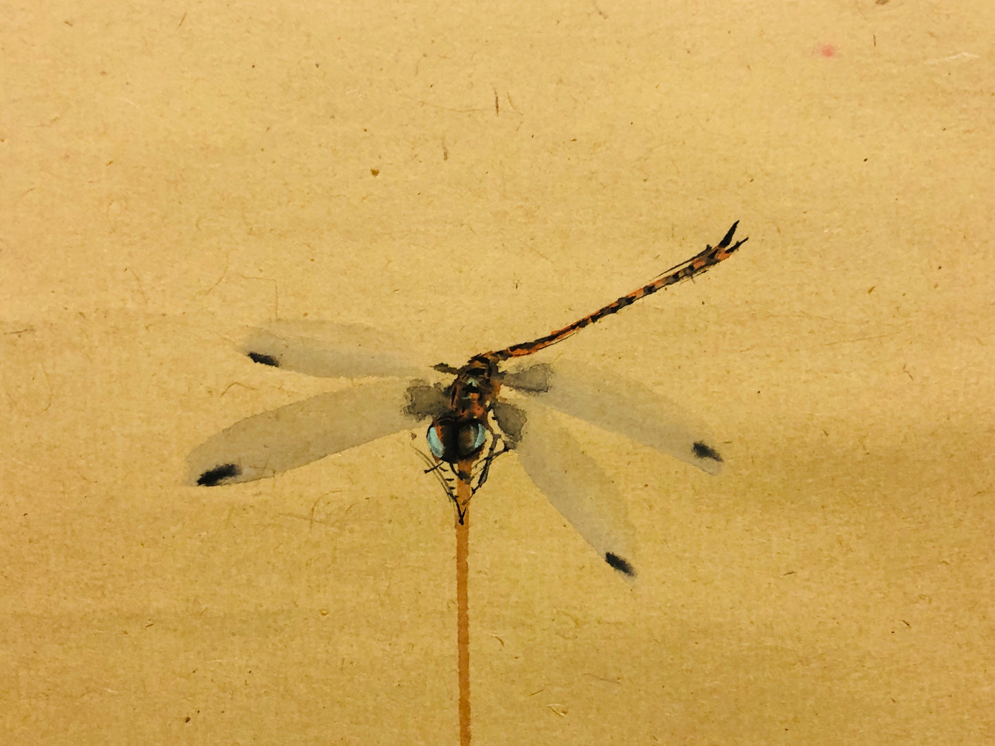 Y6549 [VIDO] KAKEJIKU Chrysanthemum Dragonfly signed box Japan antique hanging scroll